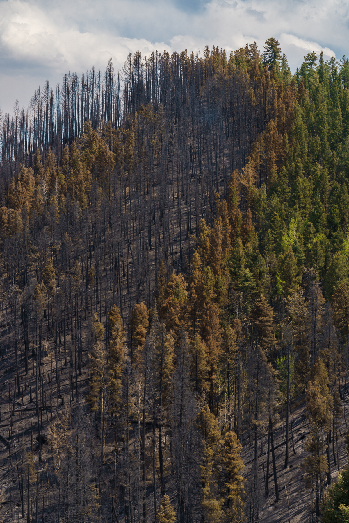 A hillside burned by the Hermits Peak/Calf Canyon fire in northern New Mexico. Nadav Soroker/Searchlight New Mexico