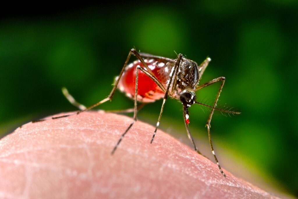 This 2006 image depicted a right anterior-oblique view of a female, Aedes aegypti mosquito, as she was completing the activity of obtaining a blood meal from a human host through her sharply pointed stylet of her feeding organ, known as the proboscis. Note the droplet of host blood remaining on her proboscis after she had extracted the stylet from the skin surface. As it filled with blood, the abdomen became distended, stretching the exterior exoskeletal surface, thereby, causing it to become transparent, allowing the collecting blood to become visible as an enlarging intra-abdominal red mass.