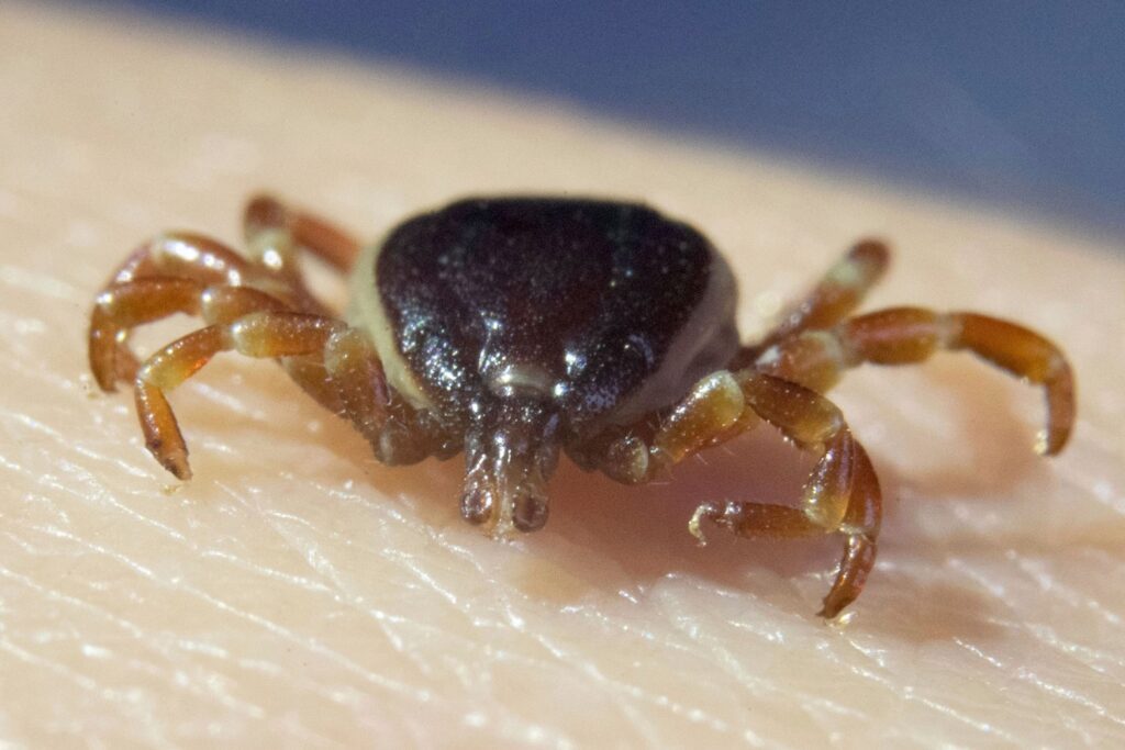 17 February 2020, Baden-Wuerttemberg, Stuttgart-Hohenheim: A dead tick Hyalomma marginatum is sitting on the hand of a PhD student in the Department of Parasitology at the University of Hohenheim. (zu dpa "Fewer TBE cases after tick bites - sharp decline in the south") Photo by: Marijan Murat/picture-alliance/dpa/AP Images