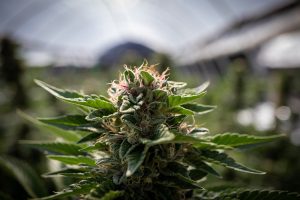 marijuana cannabis 420 high point